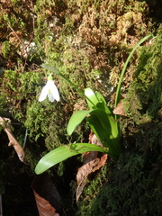 Galanthus woronowii