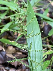Paspalum corcovadense