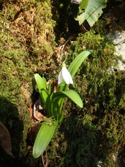 Galanthus woronowii