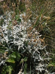 Cerastium biebersteinii