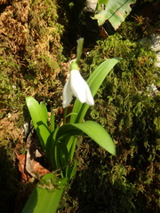 Galanthus woronowii