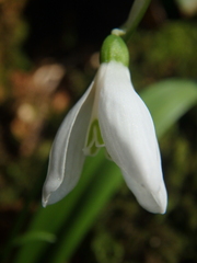 Galanthus woronowii