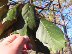 Quercus crassifolia