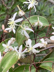 Clematis crassifolia