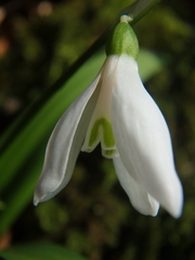 Galanthus woronowii