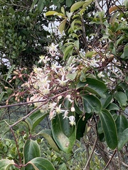Clematis crassifolia