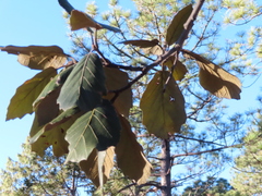 Quercus crassifolia