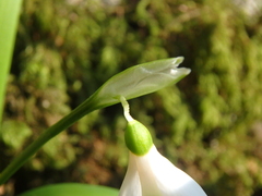 Galanthus woronowii