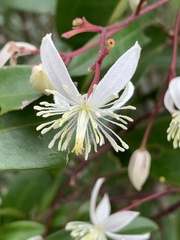 Clematis crassifolia