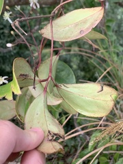 Clematis crassifolia