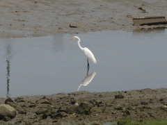Ardea alba