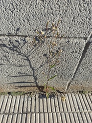 Symphyotrichum subulatum squamatum