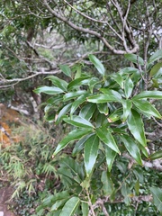 Quercus globosa