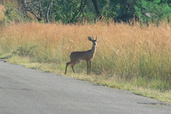 Raphicerus campestris