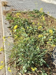 Brassica fruticulosa