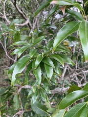 Quercus globosa