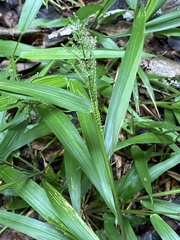 Paspalum corcovadense