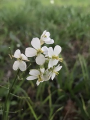 Diplotaxis erucoides