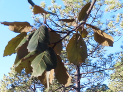 Quercus crassifolia