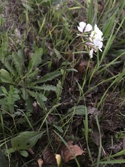 Diplotaxis erucoides