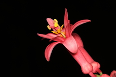 Passiflora amoena