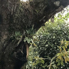 Peperomia obtusifolia