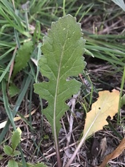 Diplotaxis erucoides