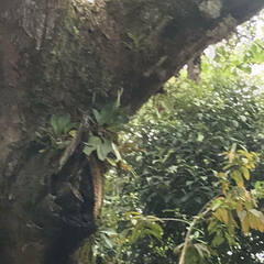 Peperomia obtusifolia