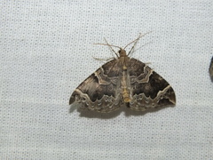 Eulithis prunata