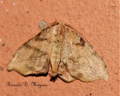 Patalene falcularia