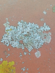 Caliciales