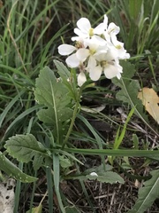 Diplotaxis erucoides