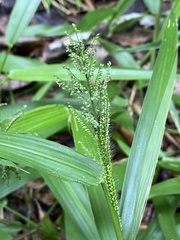 Paspalum corcovadense