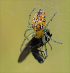 Alpaida variabilis