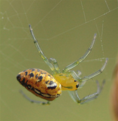 Alpaida variabilis