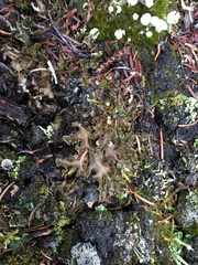 Peltigeraceae