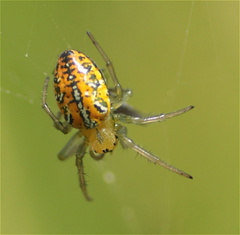 Alpaida variabilis