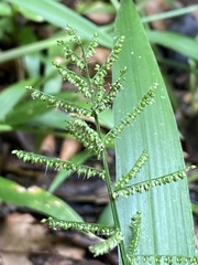 Paspalum corcovadense
