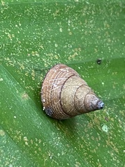 Pseudoxychona spiritualis