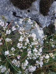Asperula supina