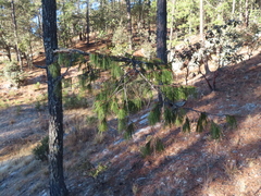 Pinus lumholtzii