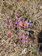Pulsatilla grandis