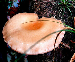 Lentinula