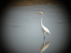 Ardea alba