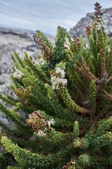 Ophryosporus triangularis