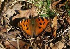 Nymphalis xanthomelas