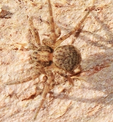 Pulchellodromus pulchellus