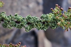 Ophryosporus triangularis