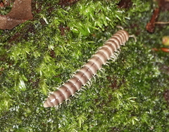 Platyrhacoidea