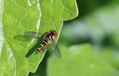 Fazia micrura